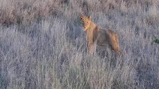 Casper the white lion's pride, the Satara lionesses, got 2 new cubs - Kruger Park