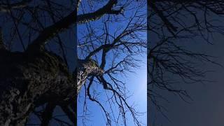Tom's Tree Reviews - 5 #naturelovers