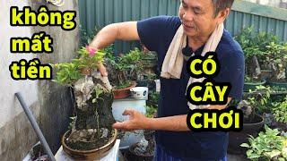 NGƯỜI MỚI CHƠI  cây xem cách này có cây chơi ngay , CHIÊM NGƯỠNG thắng bonsai chia sẻ cách Làm