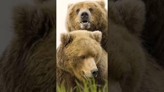 Brown Bear Love Making #valentinesday