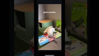 Clean paws, happy tails! #cat #pets #cutecat #catlitter #kitten