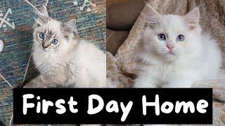 Bringing Home a New Ragdoll Kitten (Toby's Brother) | The Cat Butler