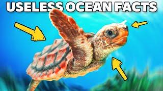 10 Solid Minutes Of Useless Ocean Facts