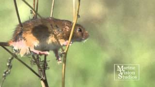 Harvest Mice  ( Micromys minutus )