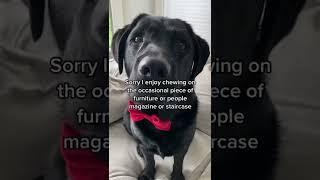 King Clarence, the Black Labrador from champion bloodlines, is NOT HAPPY with his humans  #shorts