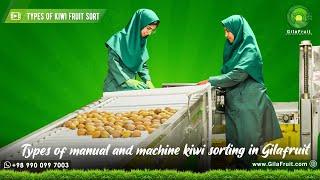 Manual and machine sort of kiwi : buy Iranian kiwi