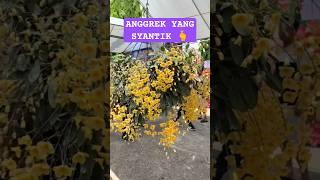 CARA MENANAM ANGGREK. Source: yeuhoalan17
