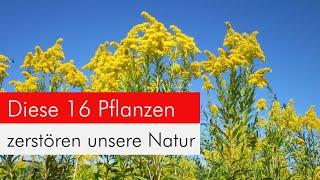 Invasive Neophyten in Gärten - bitte pflanzt diese Arten nicht und verbannt sie aus Euren Gärten!