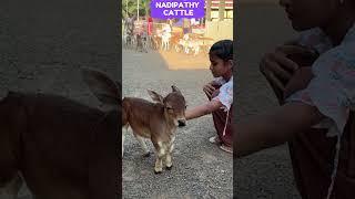 Cute  & Short cows  #cute #reels #animals #farm #india #village #foryou #pets #youtube