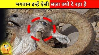 Top 3 Worst Animal Abilities In The World  || Fact Verse Official || #shorts