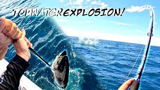 BLUEFIN TUNA Fishing - Topwater EXPLOSION!