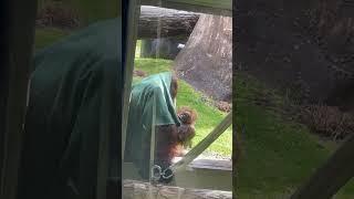 Oregon Zoo’s Baby Orangutan Jolene #shorts #short