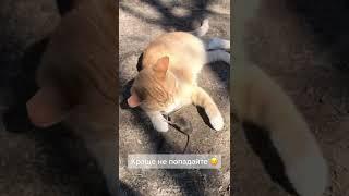 #shorts #рекомендації #топ #україна #кіт #cat #stopwar