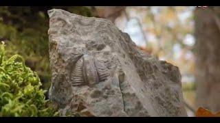 О трилобитах в Крыму (сюжет на ТВЦ)