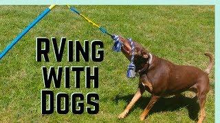 RVing with Dogs: How Rover Lets Us Adventure Stress Free  || Full Time RV Living