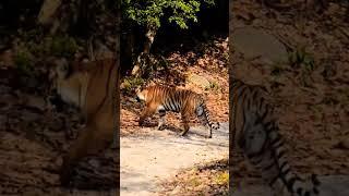 jim Corbett #jungle Raj #yuvraj Jungle journey #wildlife #Dhikala rock