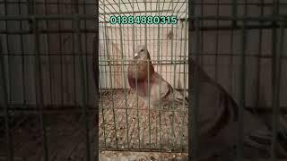রেড চেকার রেসার হোমা নর কবুতর বিক্রি হবে।