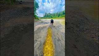 This is the one that contains black sand that contains a lot of gold #discoveringgold #findinggold