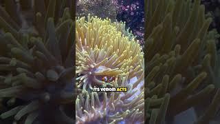 The Most Venomous Fish in the World?! 