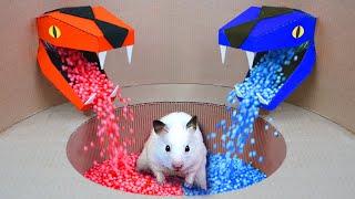 Hamster Escape  Prison Maze  Live Stream