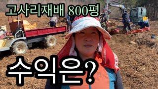 여자분 혼자서 800평, 고사리재배 수익은? / 쉬운작물