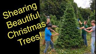 How to shear a Christmas tree.  Part 1: The basics