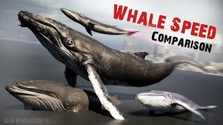 Whale Speed Comparison | Blue Whale | Whale Speed