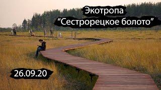 Интересные места Ленобласти | Экотропа "Сестрорецкое болото" под Петербургом | 26.09.20