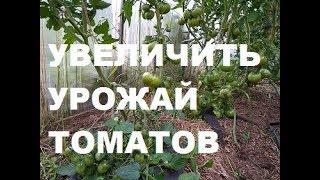 Как УВЕЛИЧИТЬ урожай томатов