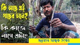 কি আছে এই গাছের ডালে? কি কাজে লাগে এটা? #Balaram_Mahalder