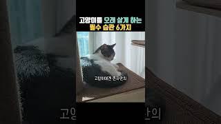 고양이와 오래 함께하고 싶다면 알아야 할 6가지 #고양이 #고양이장수비결