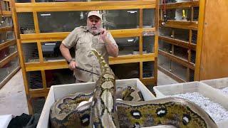 ANGRY RETICULATED PYTHON with EGGs at Prehistoric Pets!