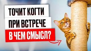 Сделай это, если кошка бежит точить когти при встрече