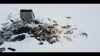 Дикий клев окуня -2 catch of perch 2018, part 2 Yakutia Якутия