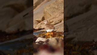 Common Redshank (Tringa totanus) Tureluur #birds #nature #wildlife