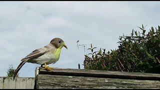 Comedy Bird Antics Animation