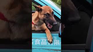 马犬：你过来让我咬死你！#马犬话题# #马犬幼犬话题# #护卫犬话题# 豹威孙子，动力强，性格硬，状态超级棒，喜欢的铲屎官冲微笑#马犬