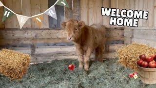 Starting our very first herd! Welcoming a 7 month old highland bull to our homestead MEET HENRY