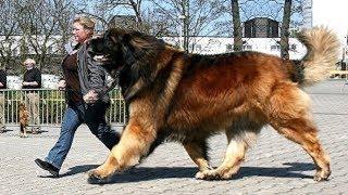 Giant dogs of the world part 3!!!