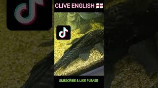 CLIVE ENGLISH 󠁧󠁢󠁥󠁮󠁧󠁿  MOSES