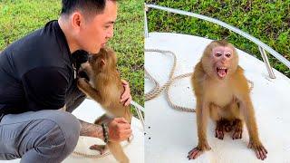 Touching! Monkey Kaka wants to follow her Dad back home