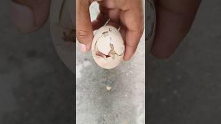 Never seen such Adorable Egg hatches