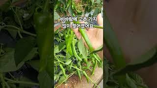 비바람에 고추가지가 많이 찢어졌어요.