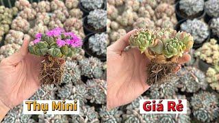 Sen nhập mới với nhiều bụi thụ đẹp giá rẻ | succulent Gia Nghia