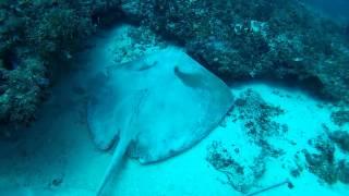 Massive sting rays in Zanzibar HD Maxwel Hohn