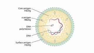 Viral Genomes and Replication for the USMLE Step 1