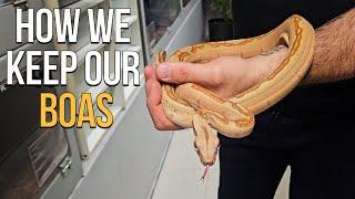 RAISING, CARING AND BREEDING BOA CONSTRICTORS