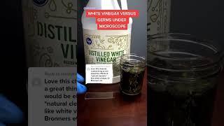 Vinegar vs Germs Under Microscope (White Vinegar)