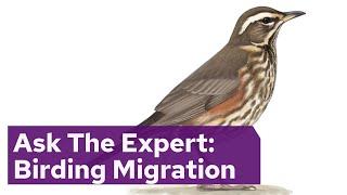 Ask The Expert: Birding Migration