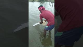 old net fishing and traditional #net #fishing #short 